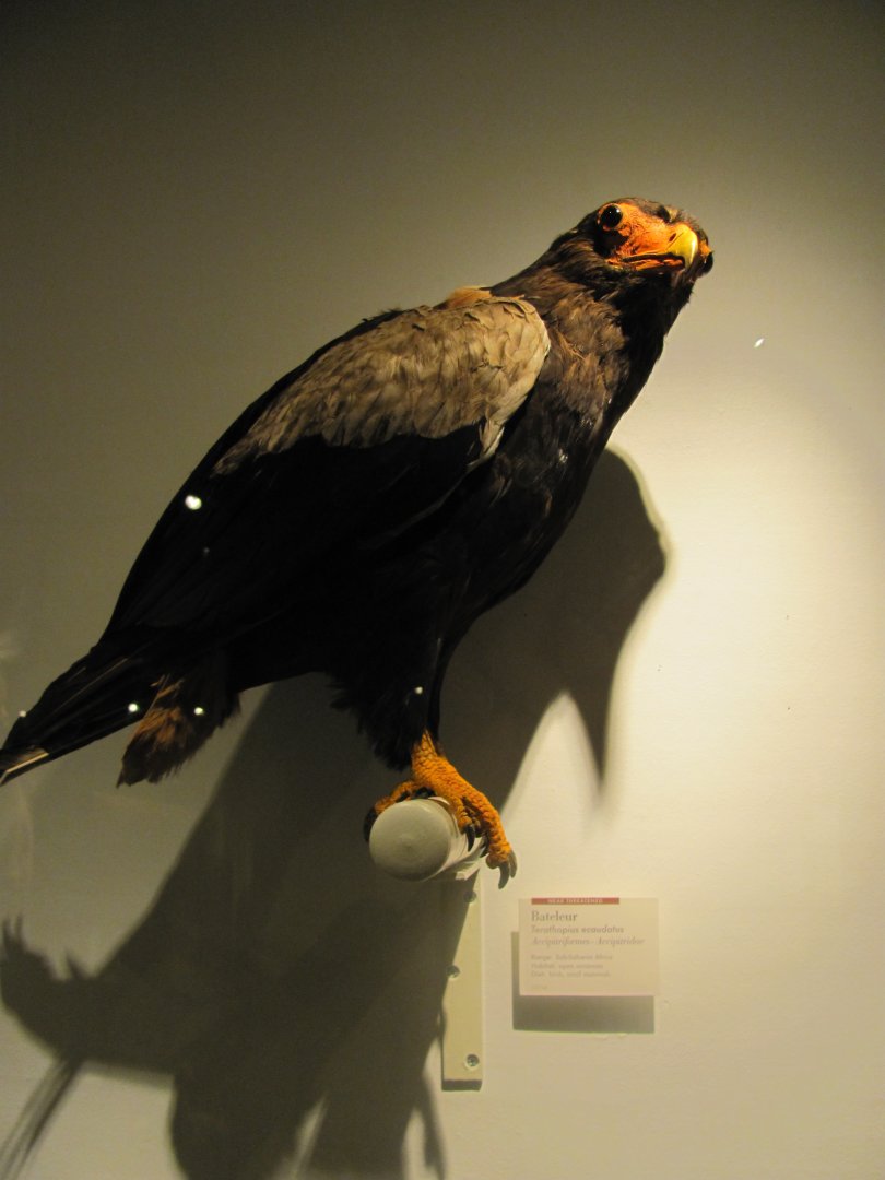 Bateleur
