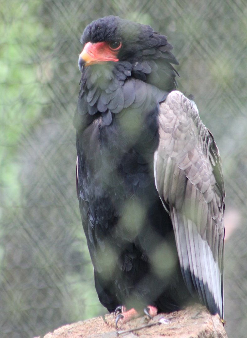 Bateleur