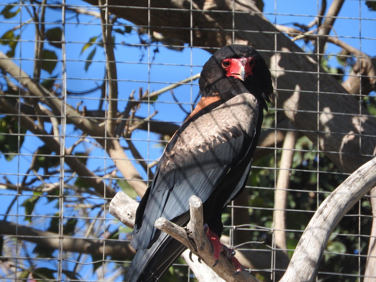 Bateleur