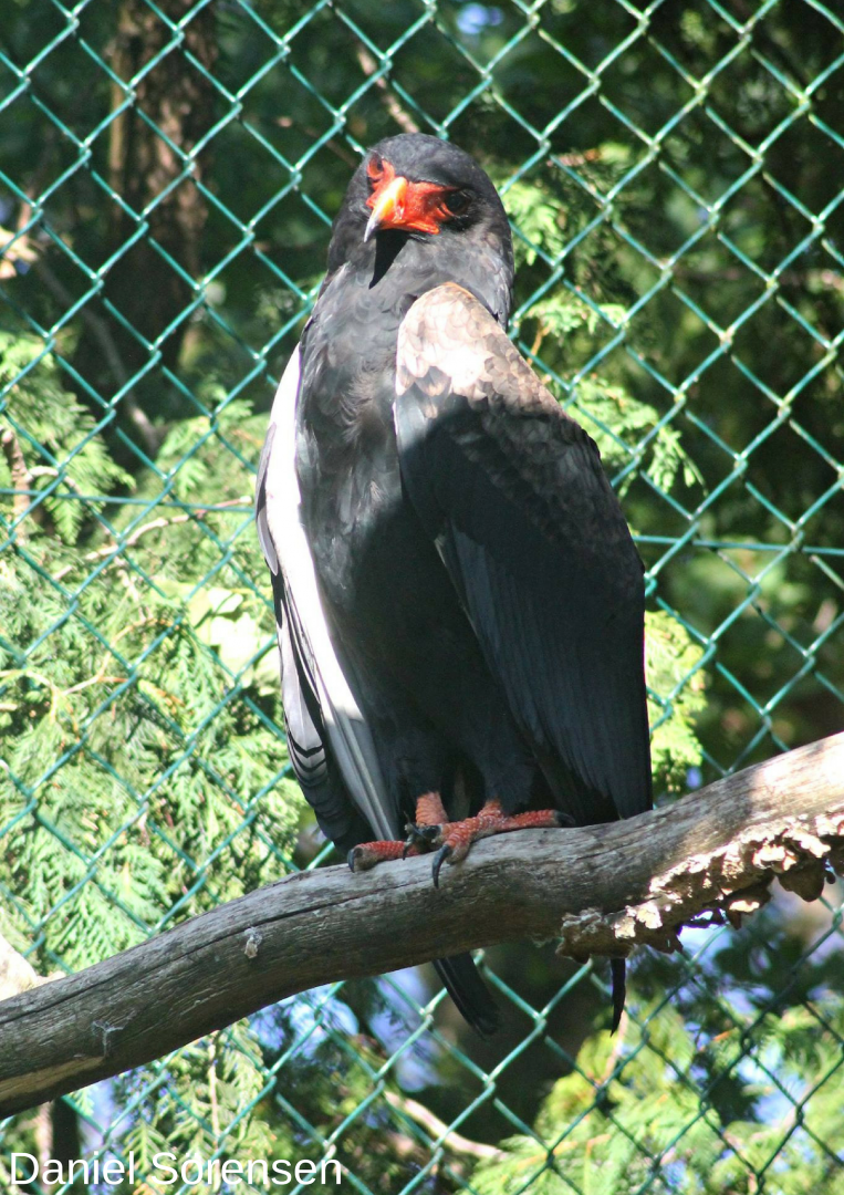 Bateleur
