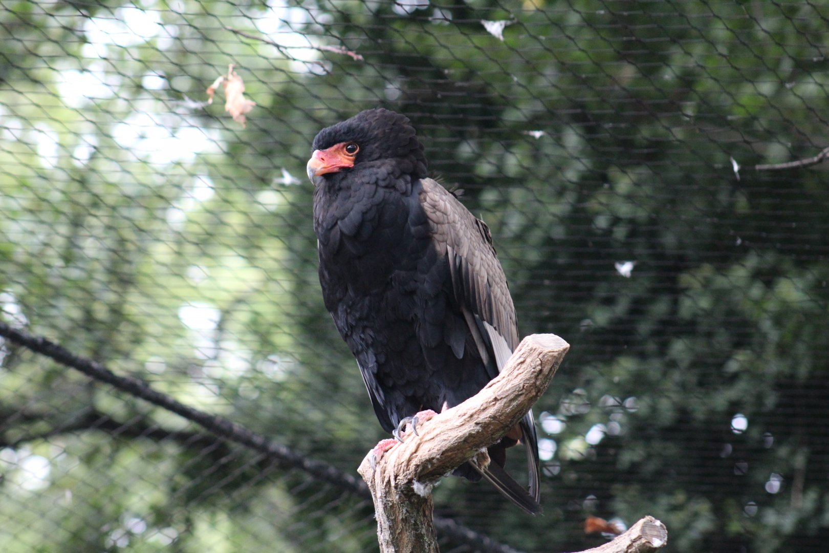 Bateleur