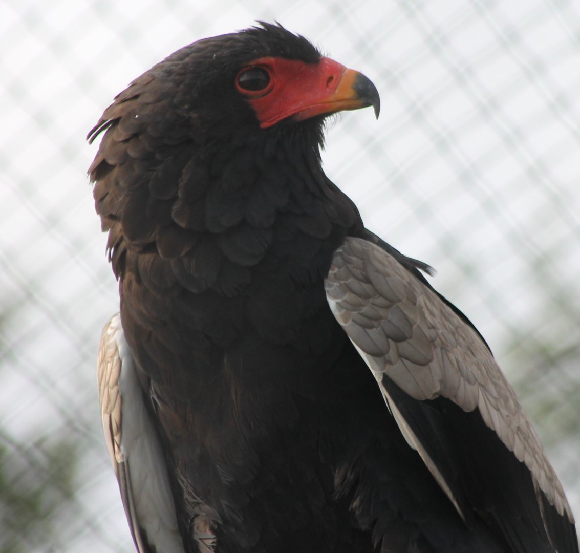 Bateleur