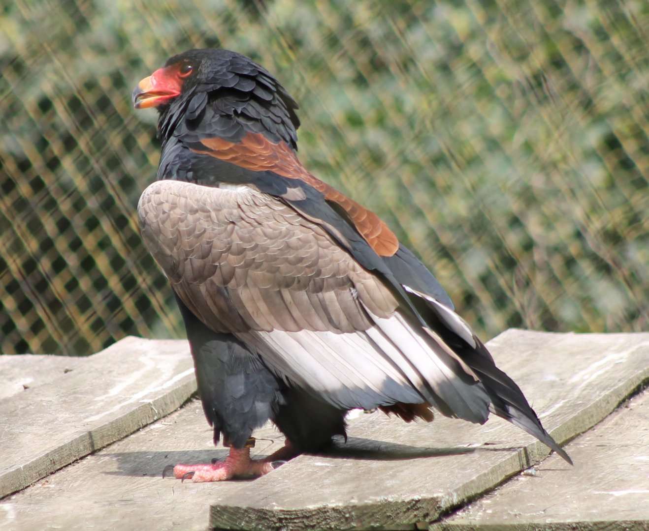 Bateleur
