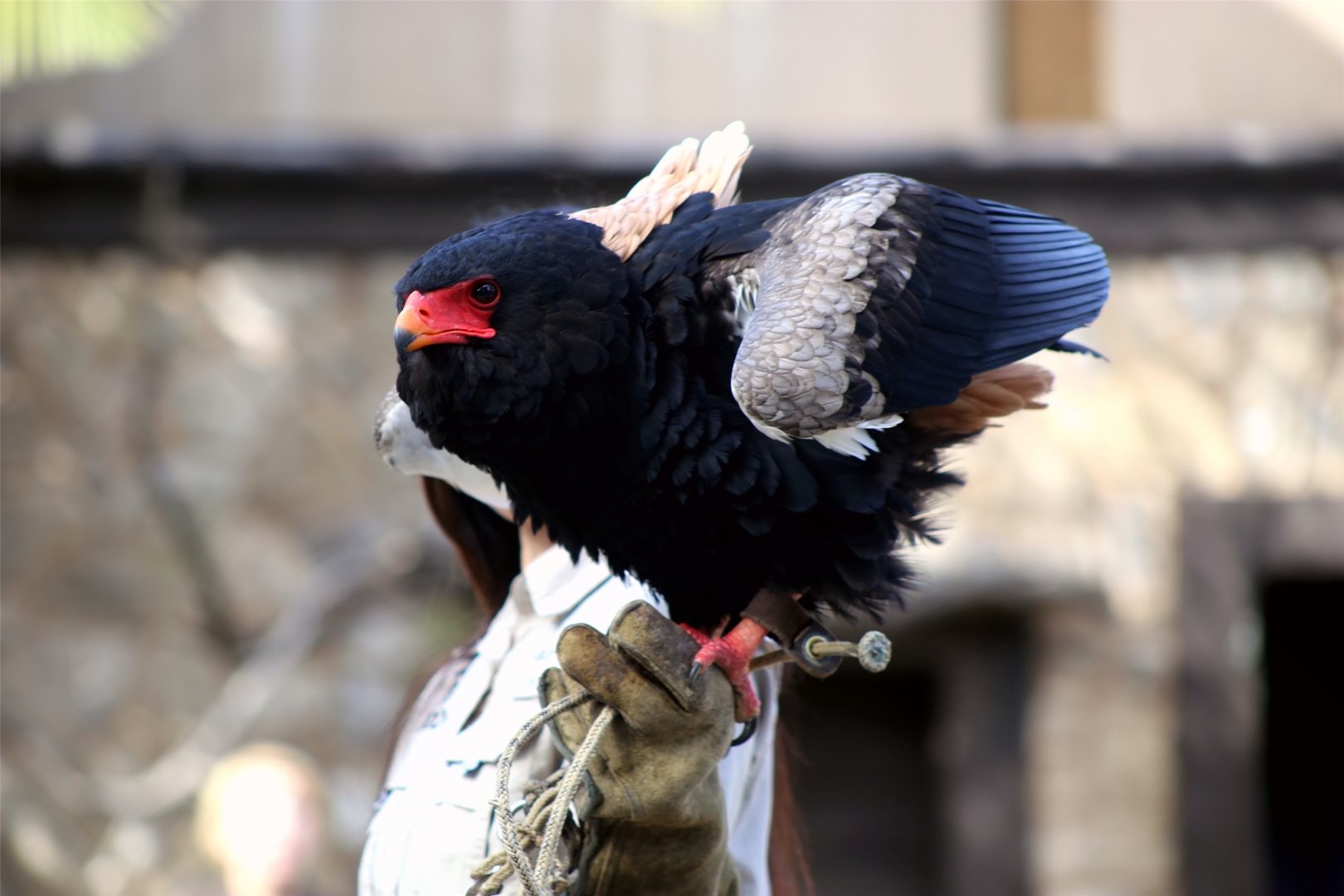 Bateleur