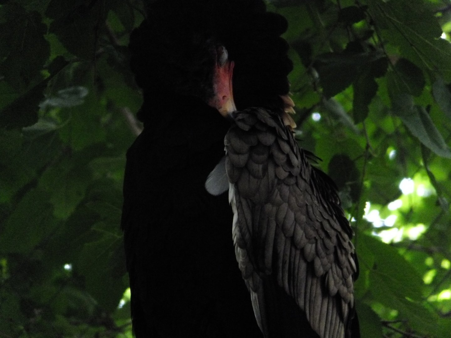 Bateleur