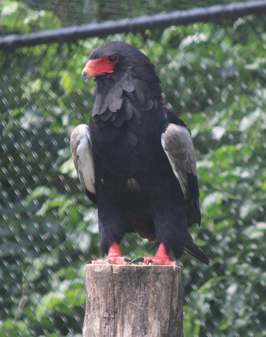 Bateleur