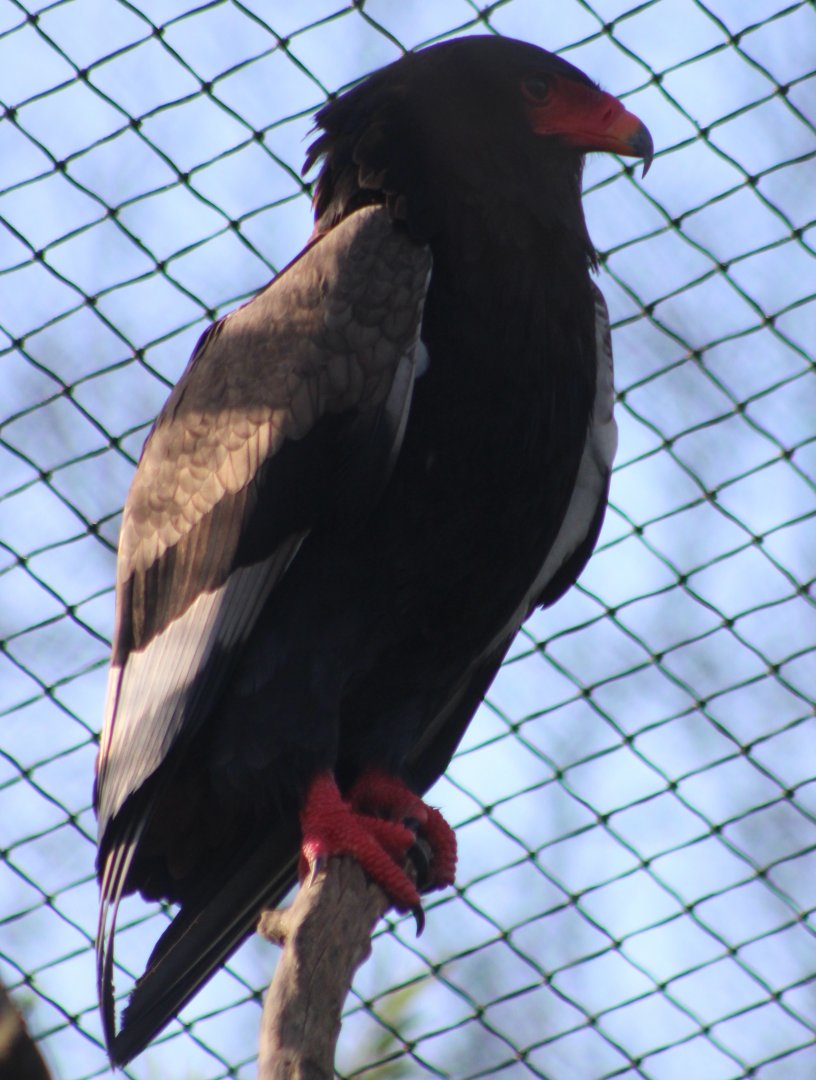 Bateleur