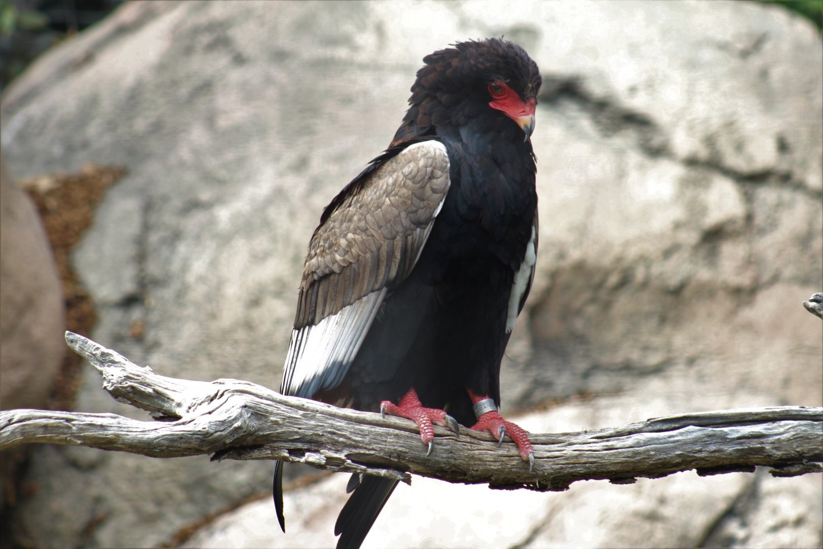 Bateleur
