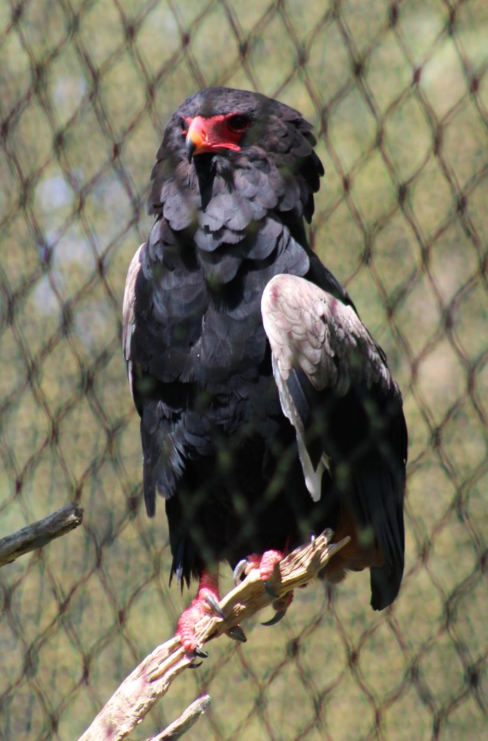 Bateleur