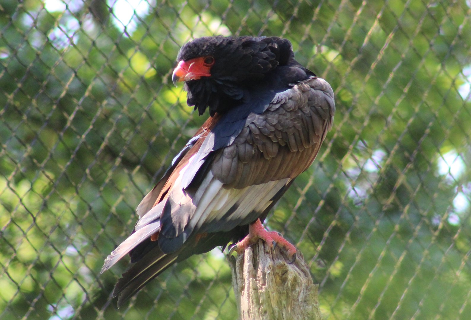 Bateleur
