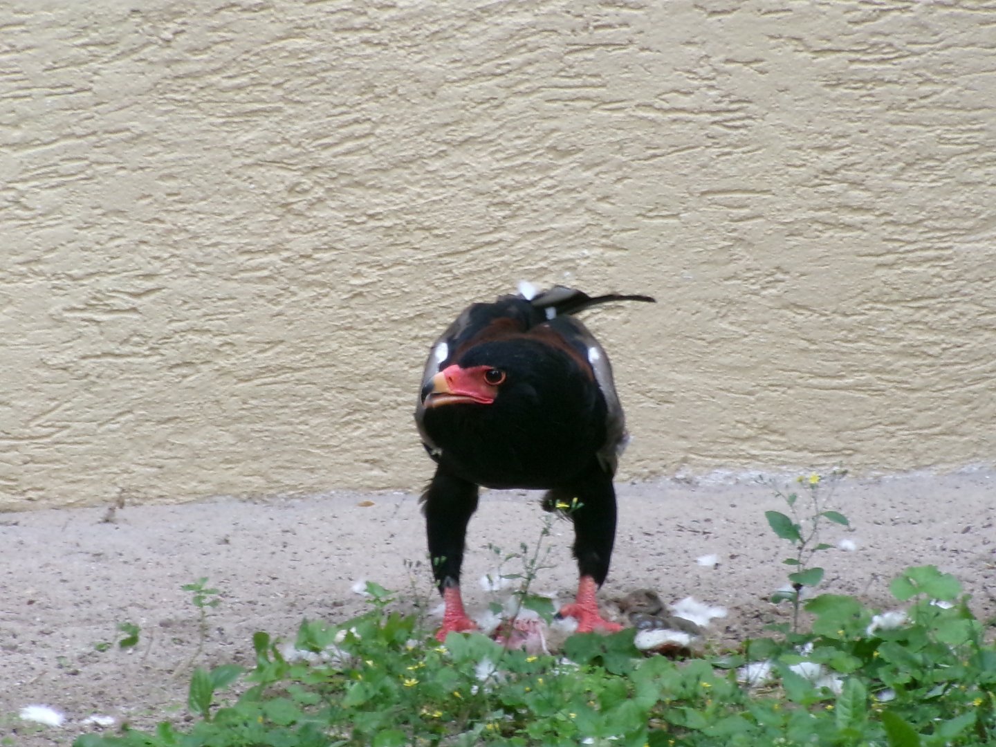 Bateleur