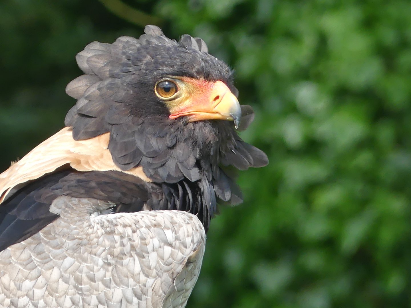 Bateleur