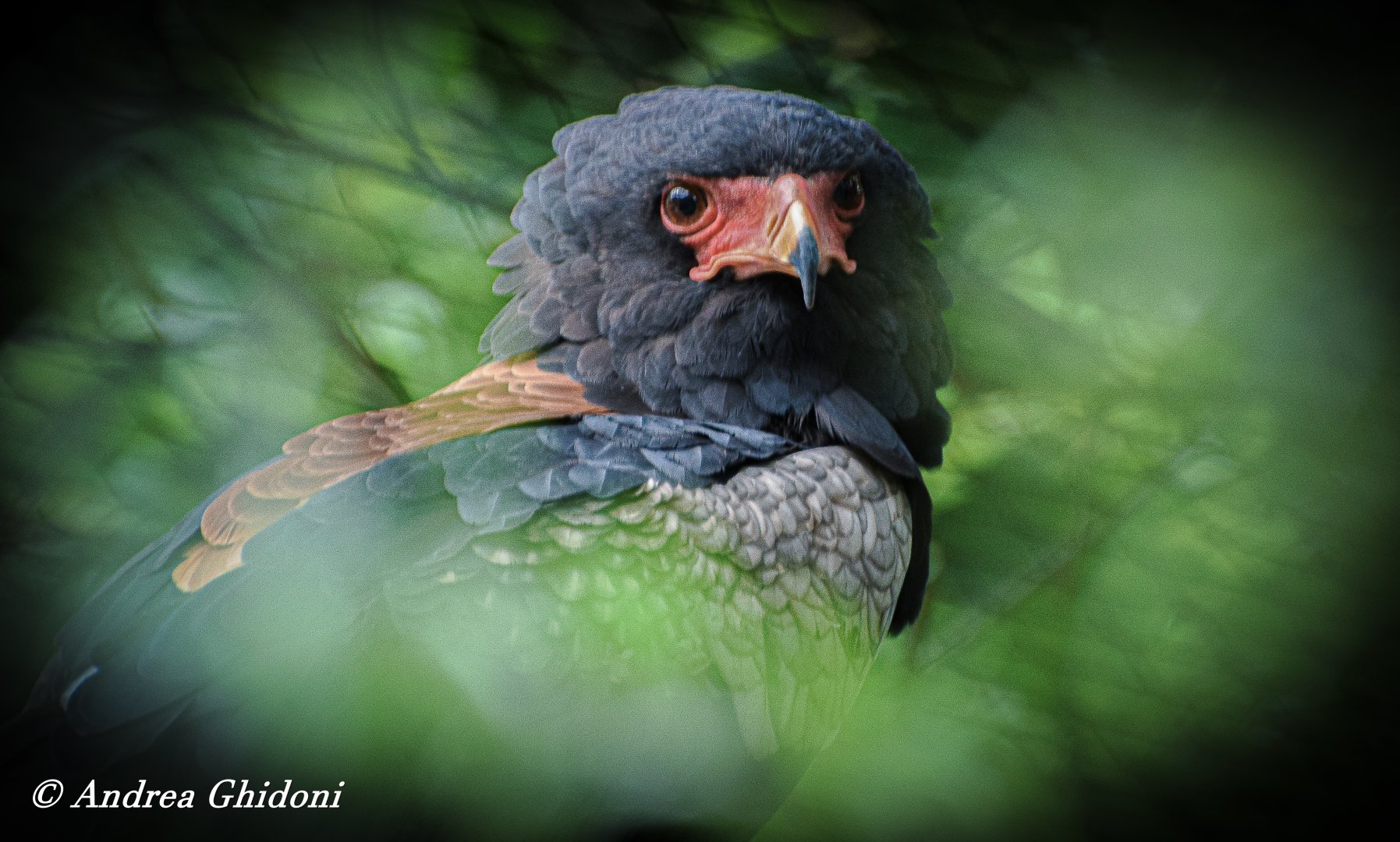 Bateleur