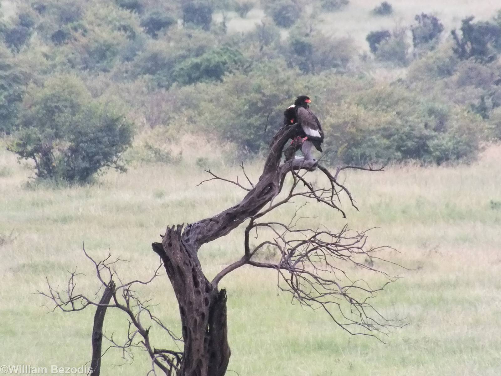 Bateleurs - Maasai Mara
