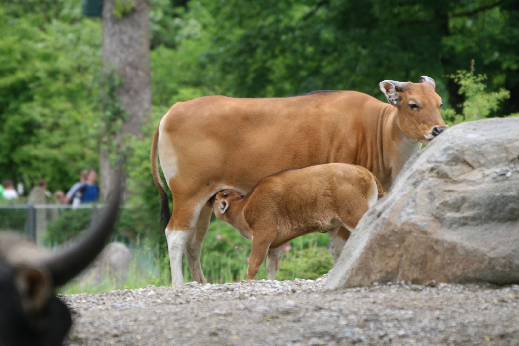 Bateng Calf Suckling