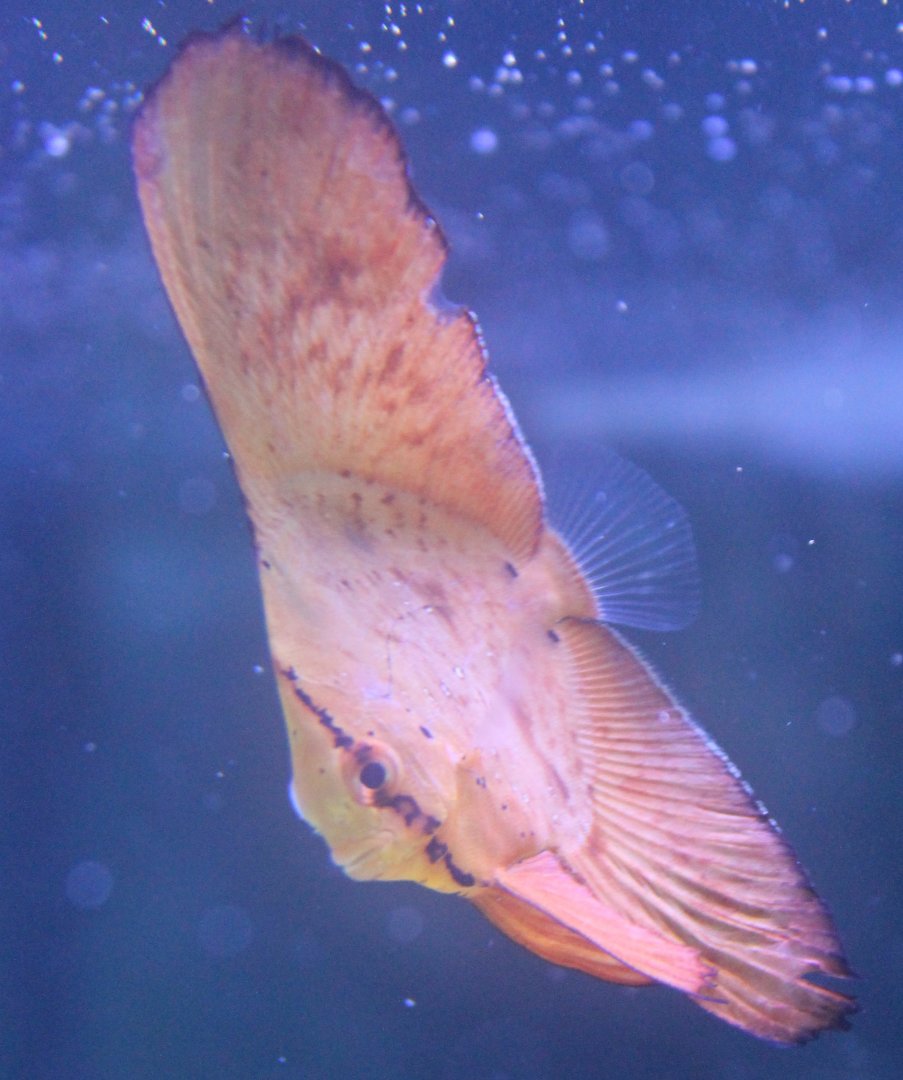 Batfish - Juvenile - Platax orbicularis