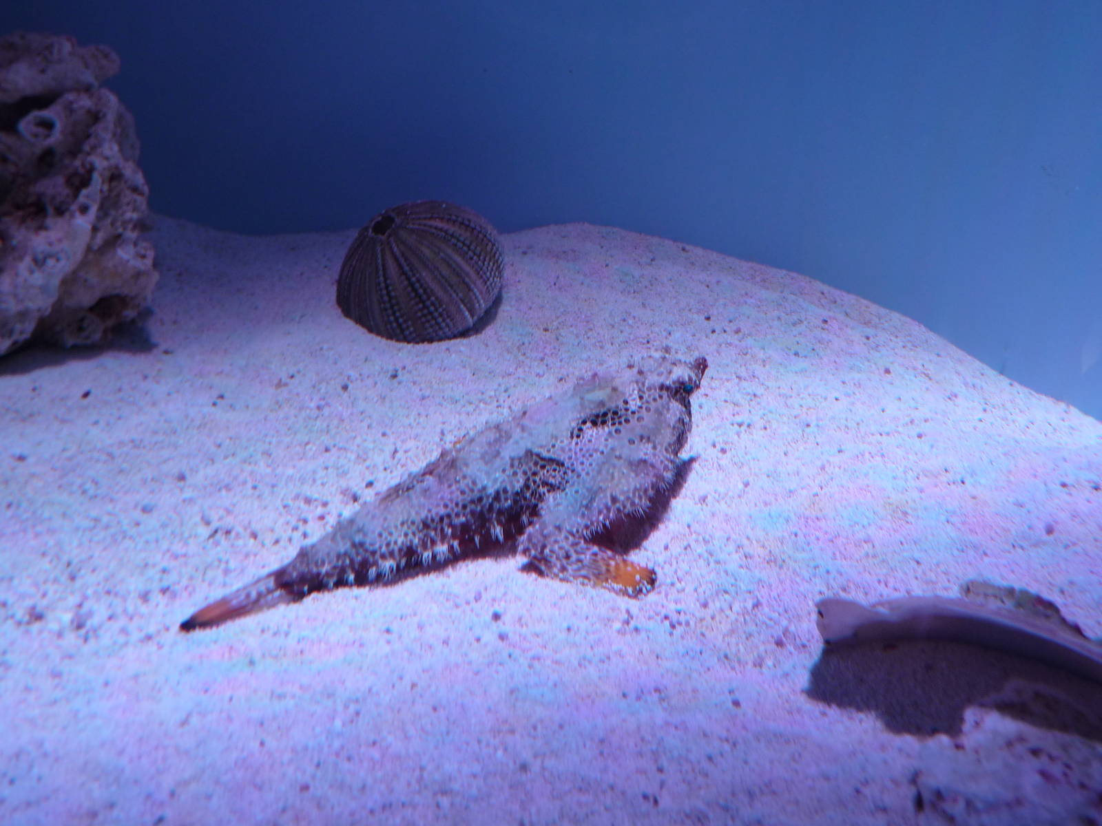 batfish new england aquarium