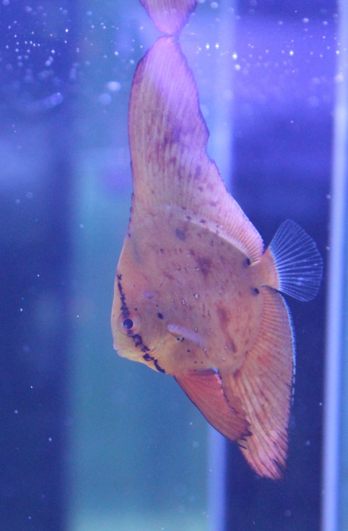 Batfish - Platax orbicularis - Juvenile