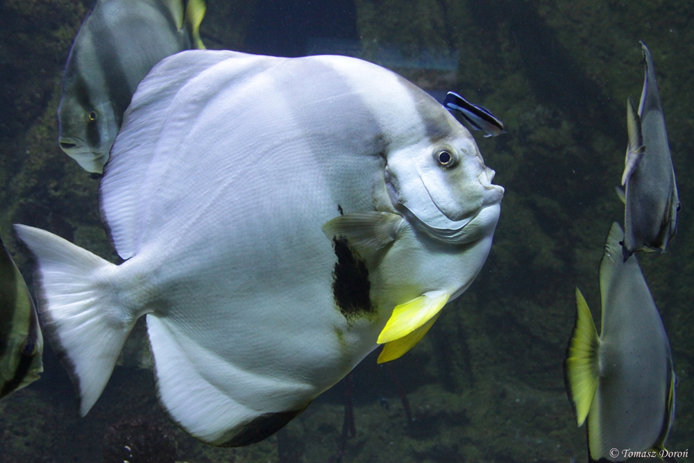 Batfish (Platax orbicularis)