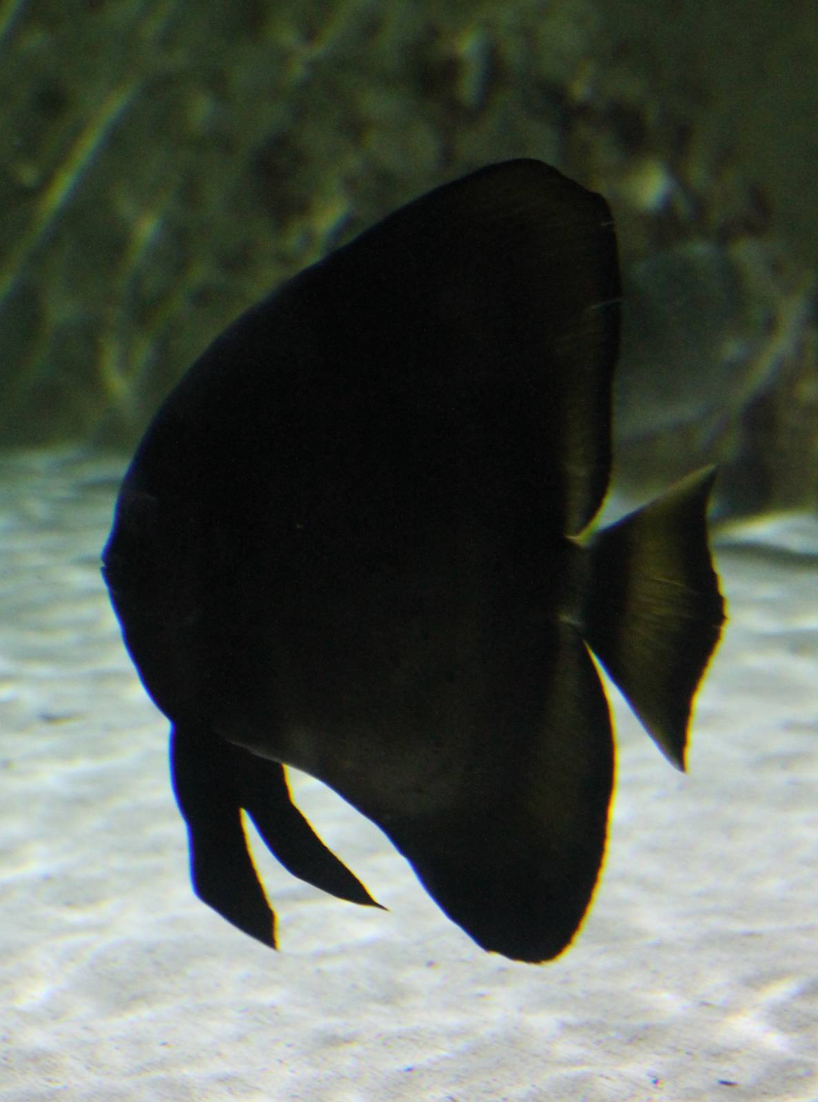 Batfish ?