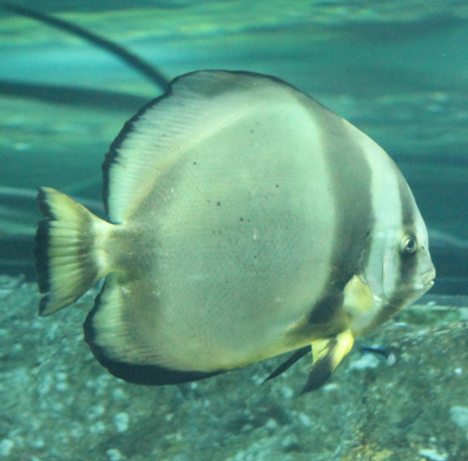 Batfish