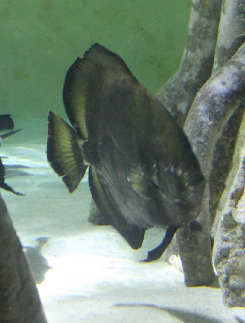 Batfish