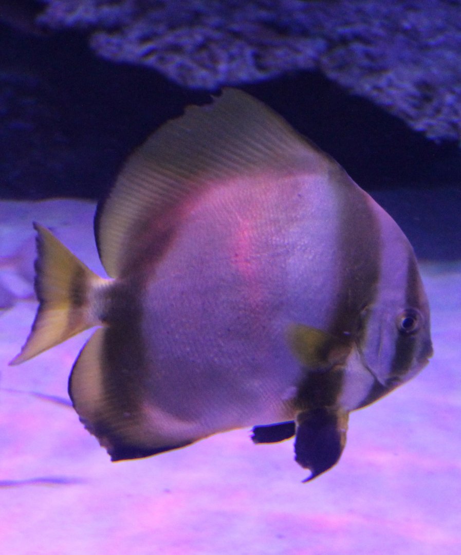 Batfish