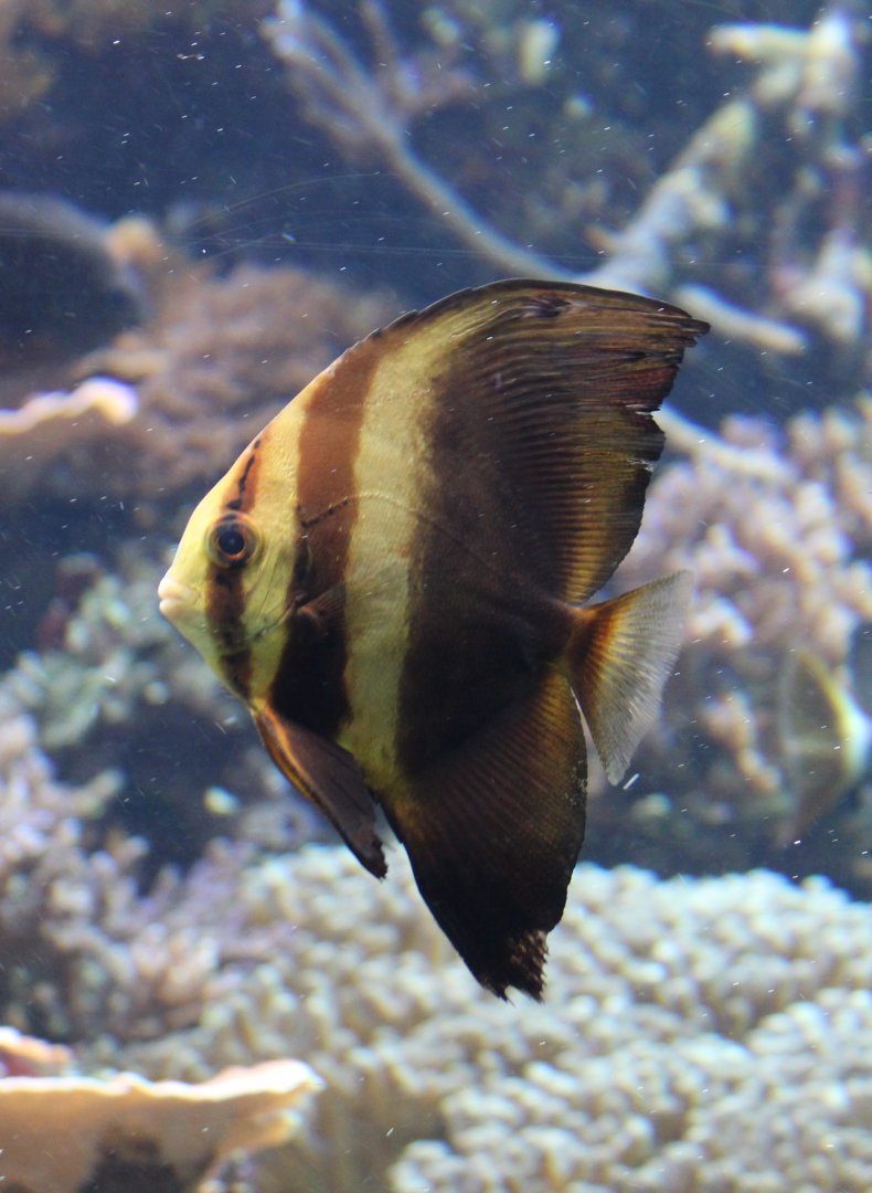 Batfish