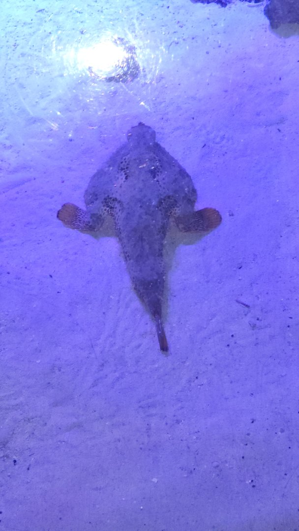 Batfish