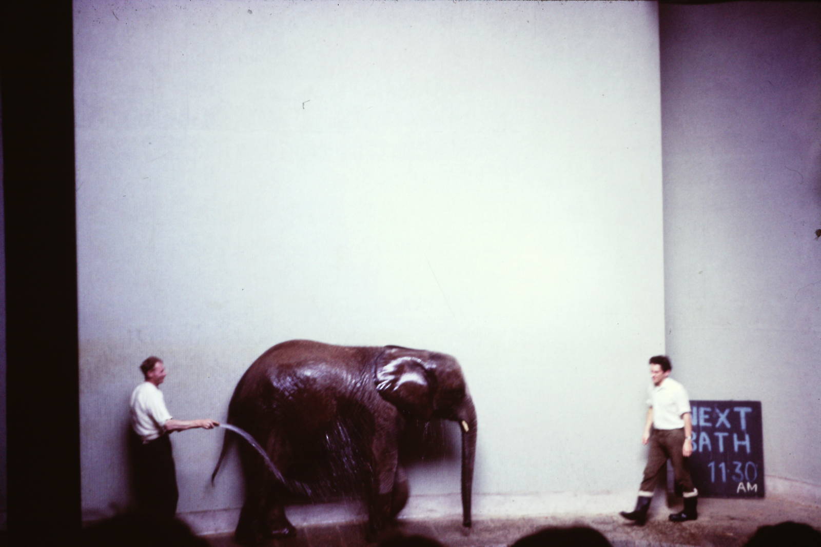 Bath time for Toto, September 1965