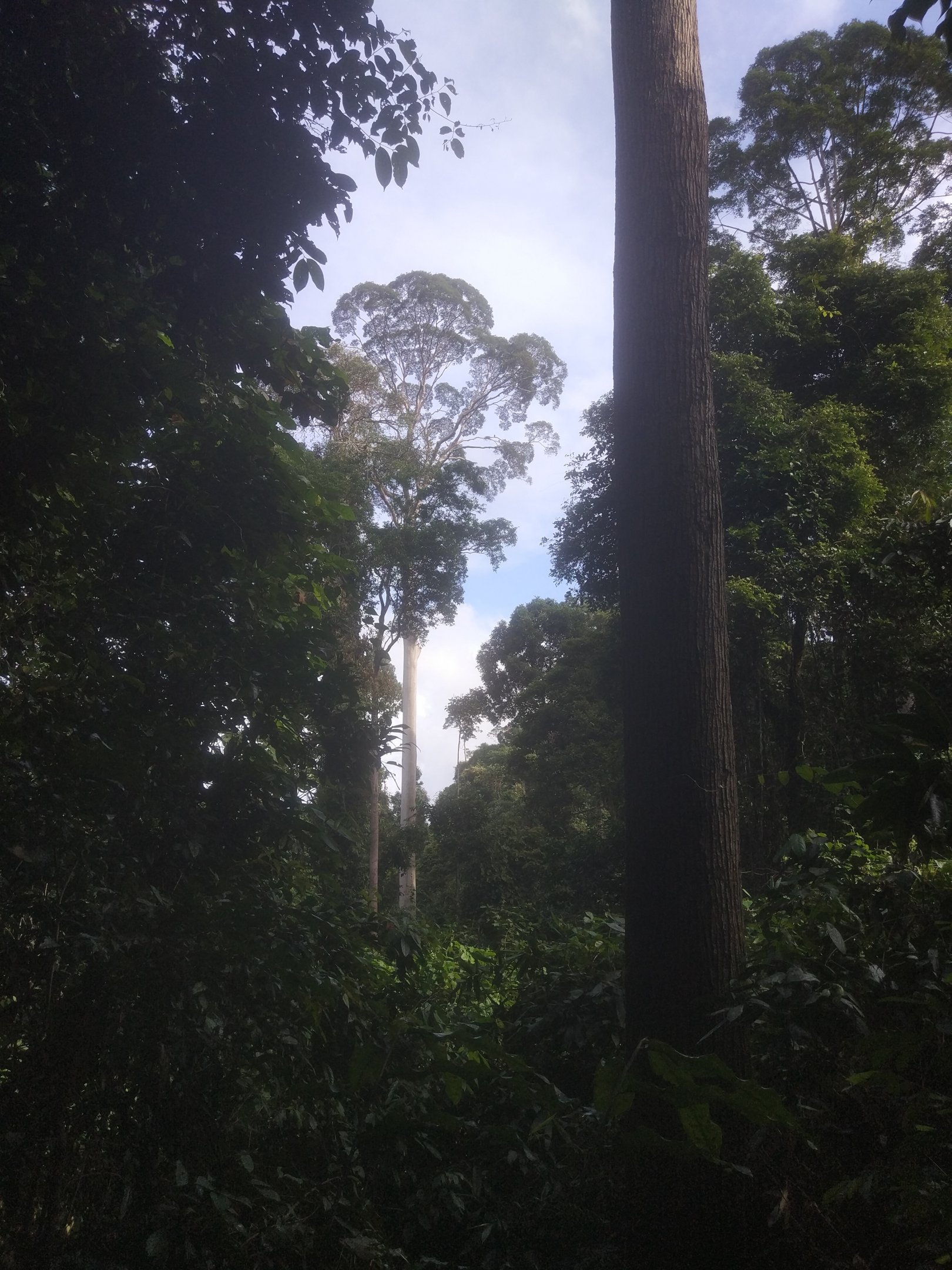 Bathawk Nest -  Danum