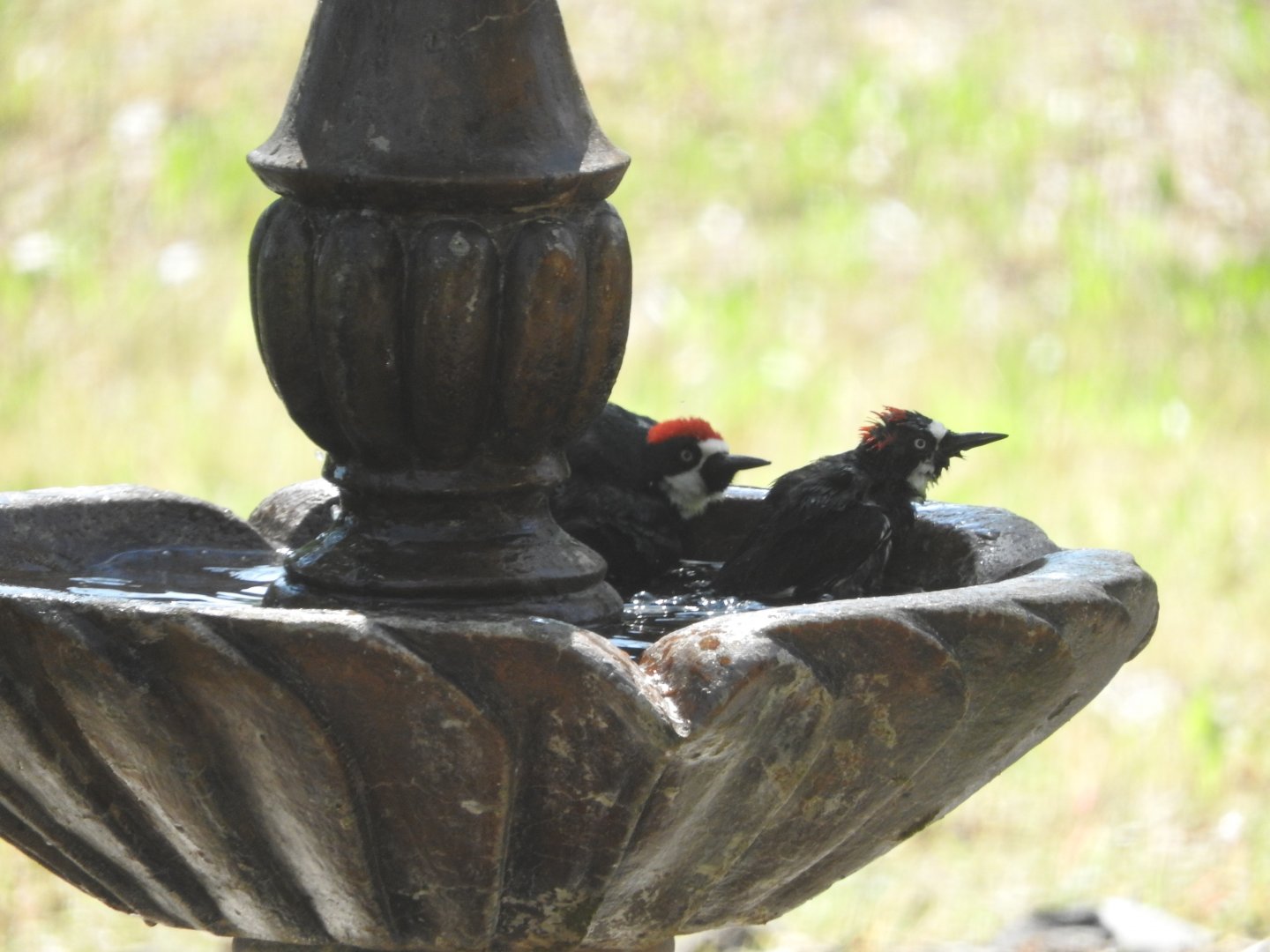 Bathing Acorn Woodpeckers