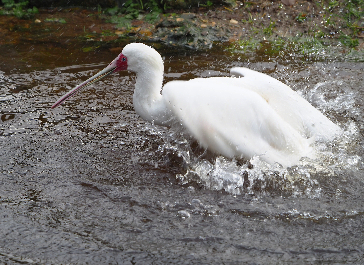 Bathing African spoonbill (Platalea alba), 2021-12-07