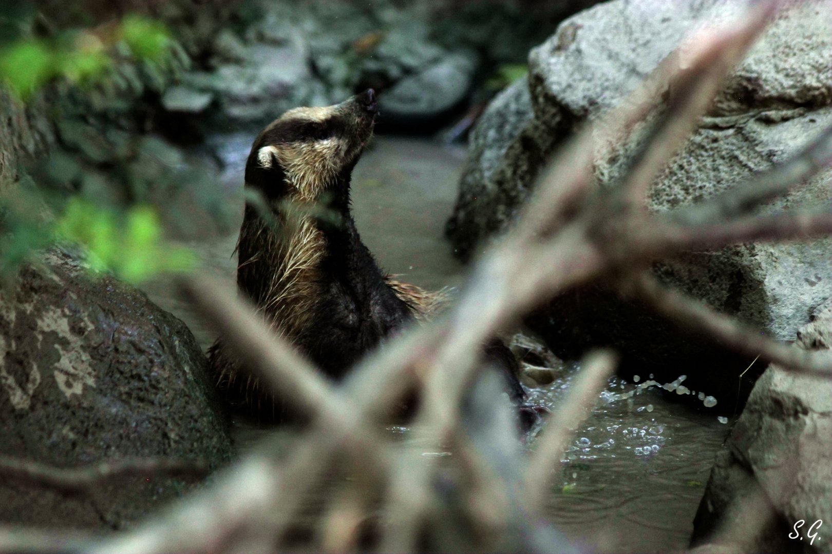 Bathing Asian badger