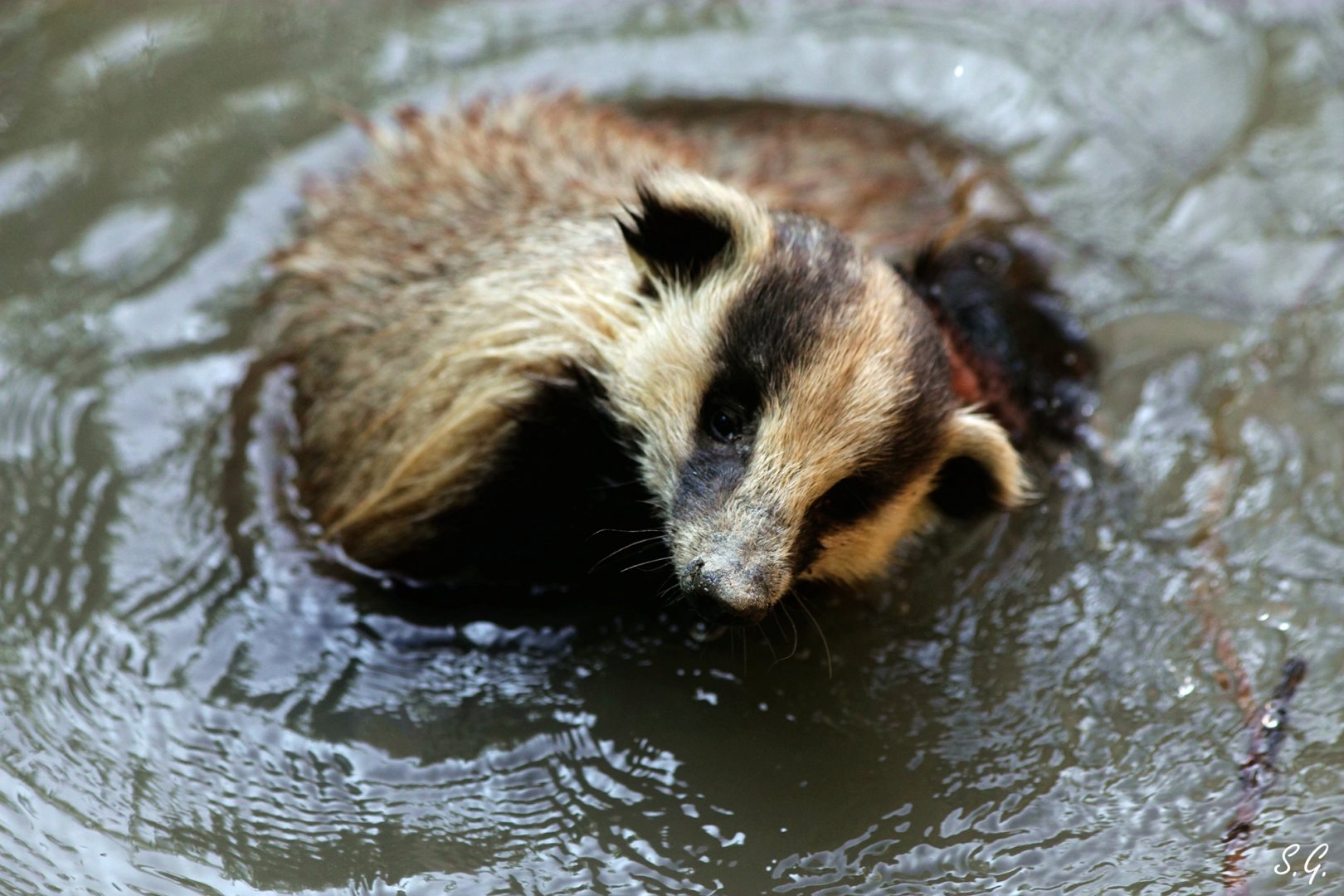 Bathing Asian badger