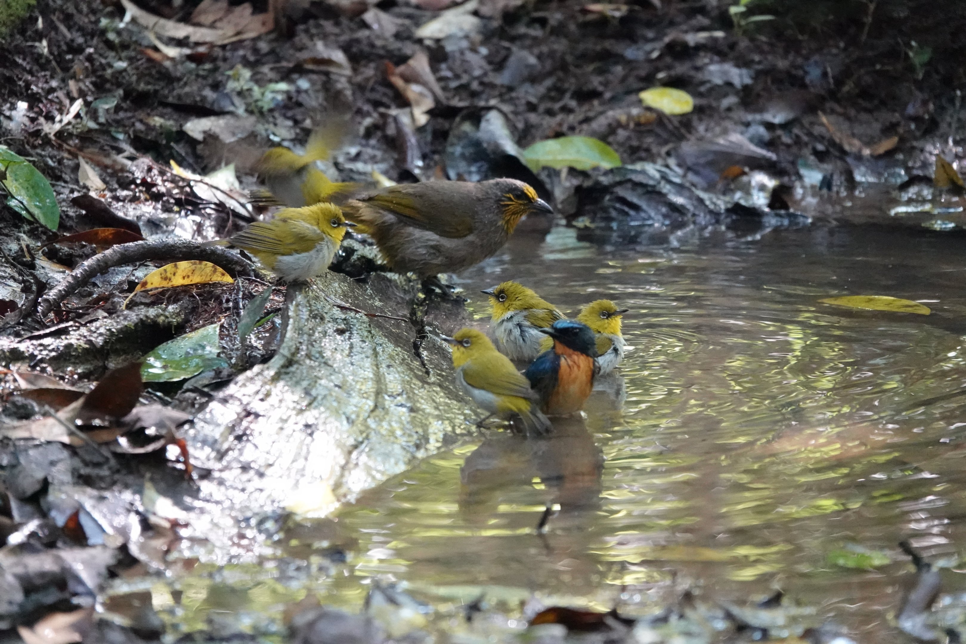 Bathing birds
