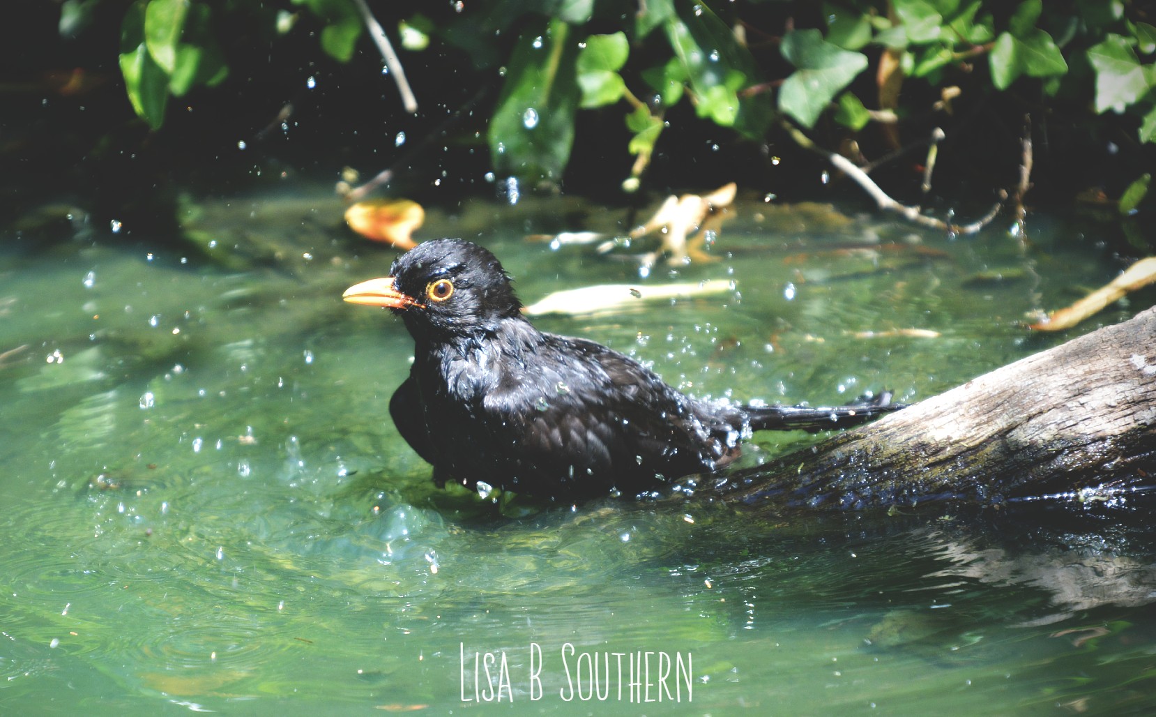 Bathing Blackbird