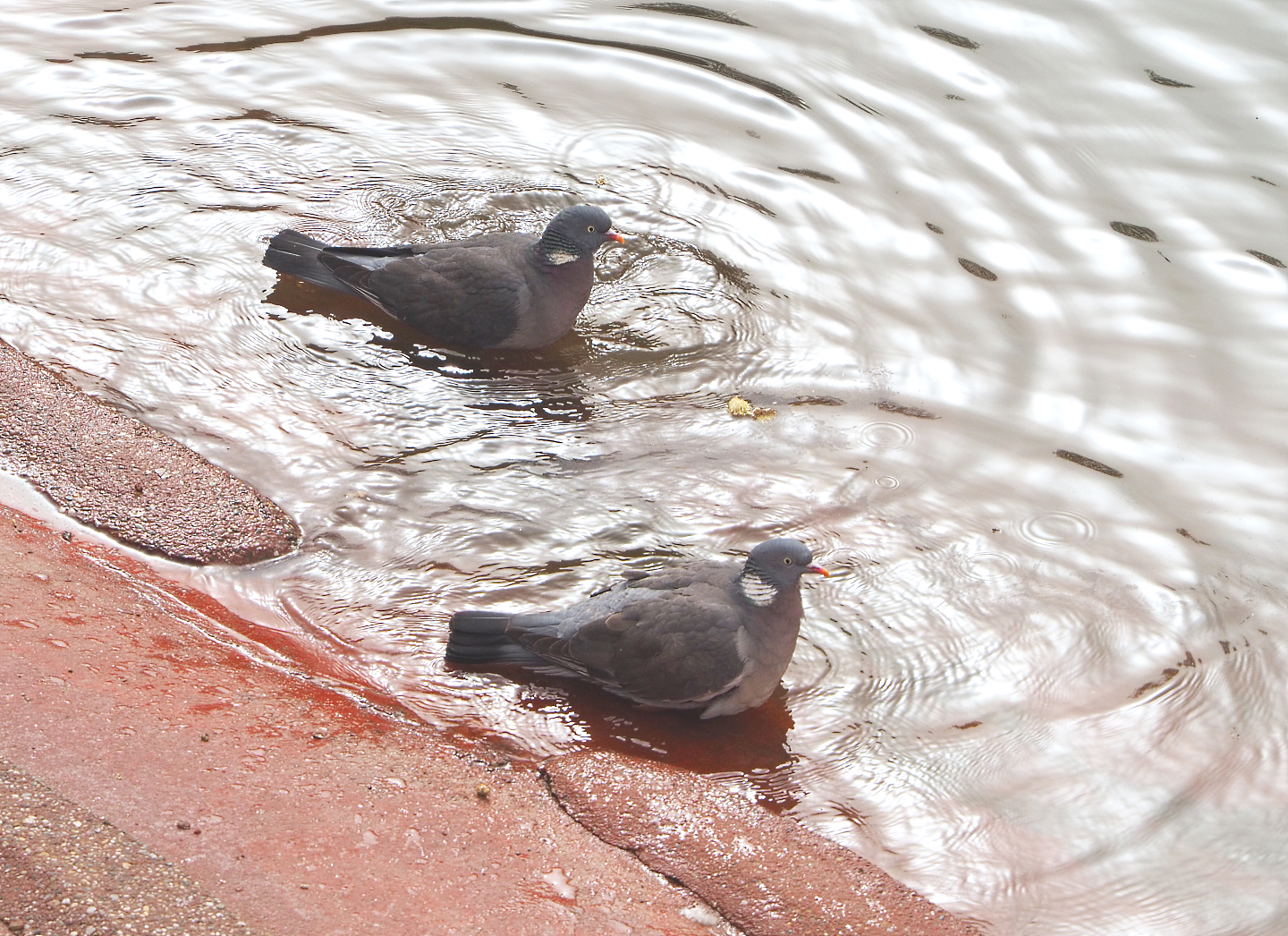 Bathing Common wood pigeons (Columba palumbus), 2022-03-16