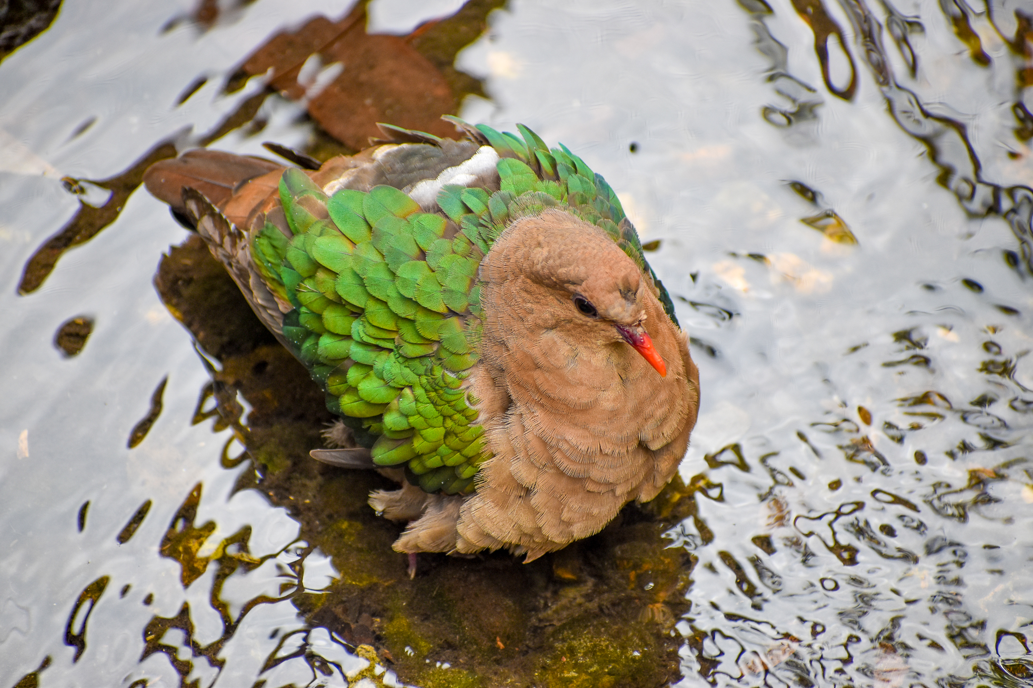 Bathing Emerald Dove