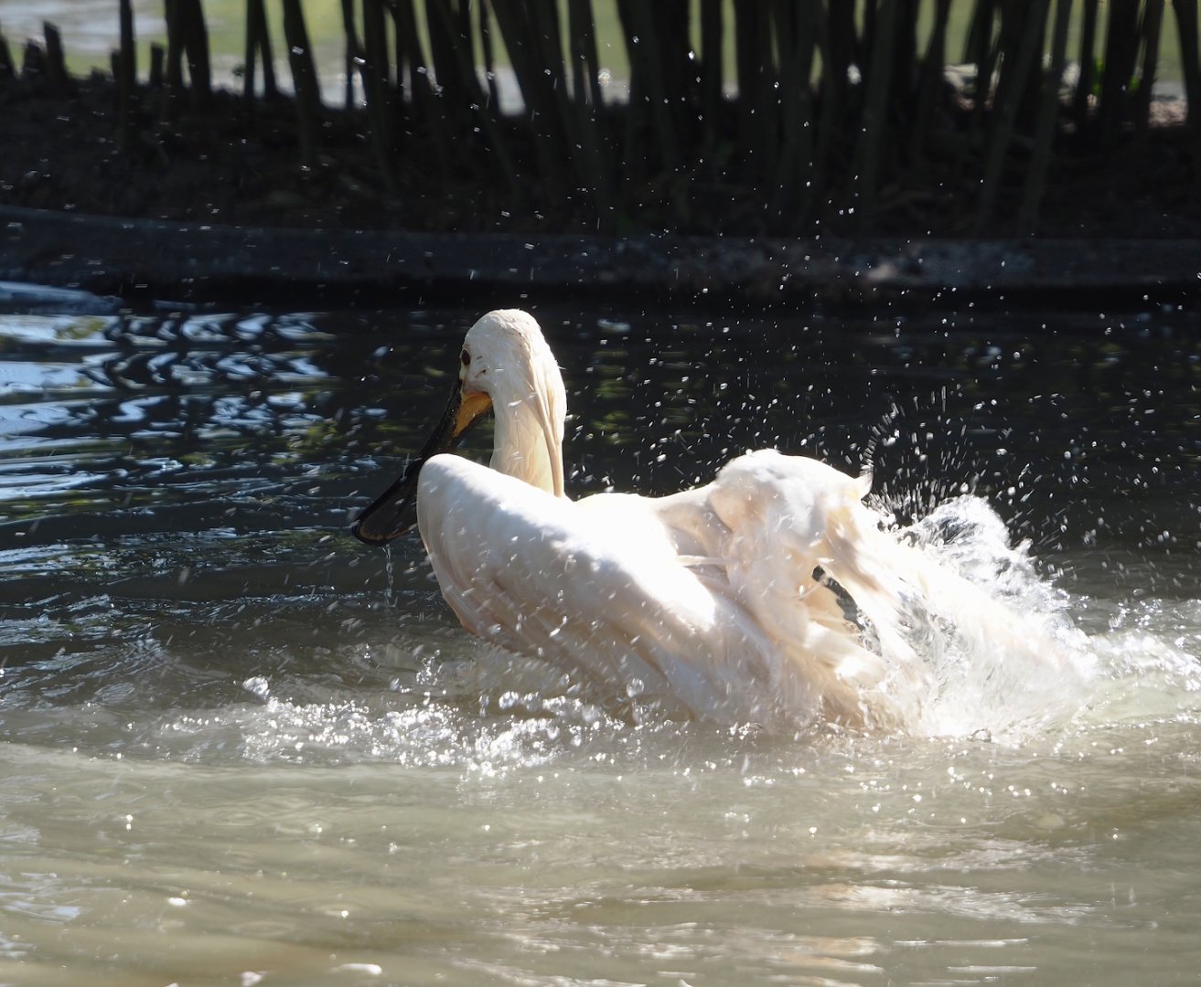 Bathing Eurasian spoonbill (Platalea leucorodia), 2025-04-12