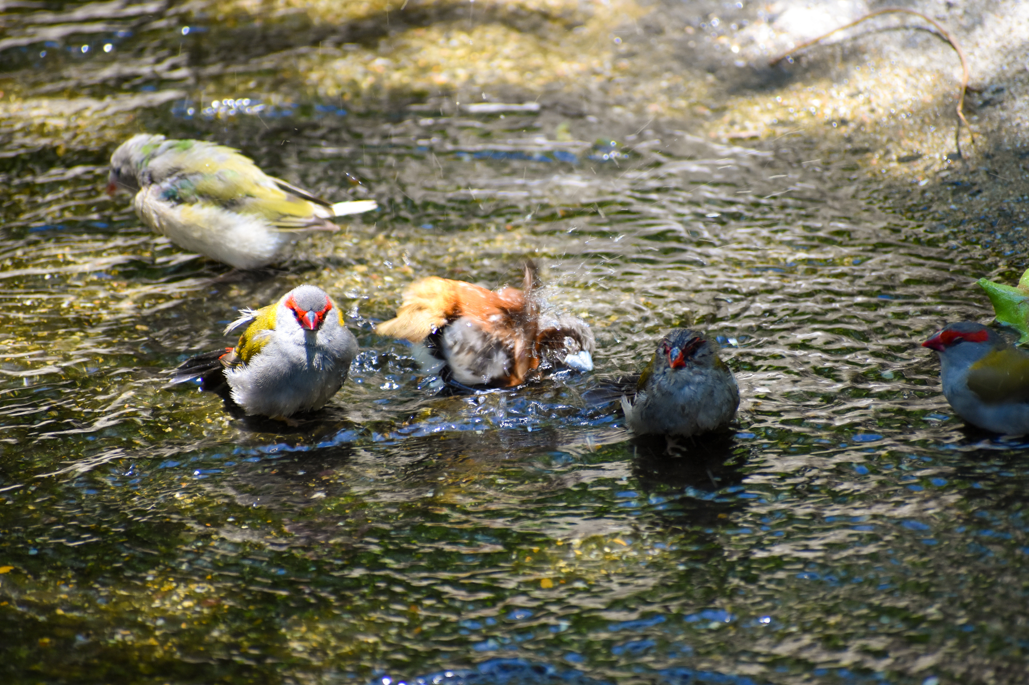 Bathing Finches