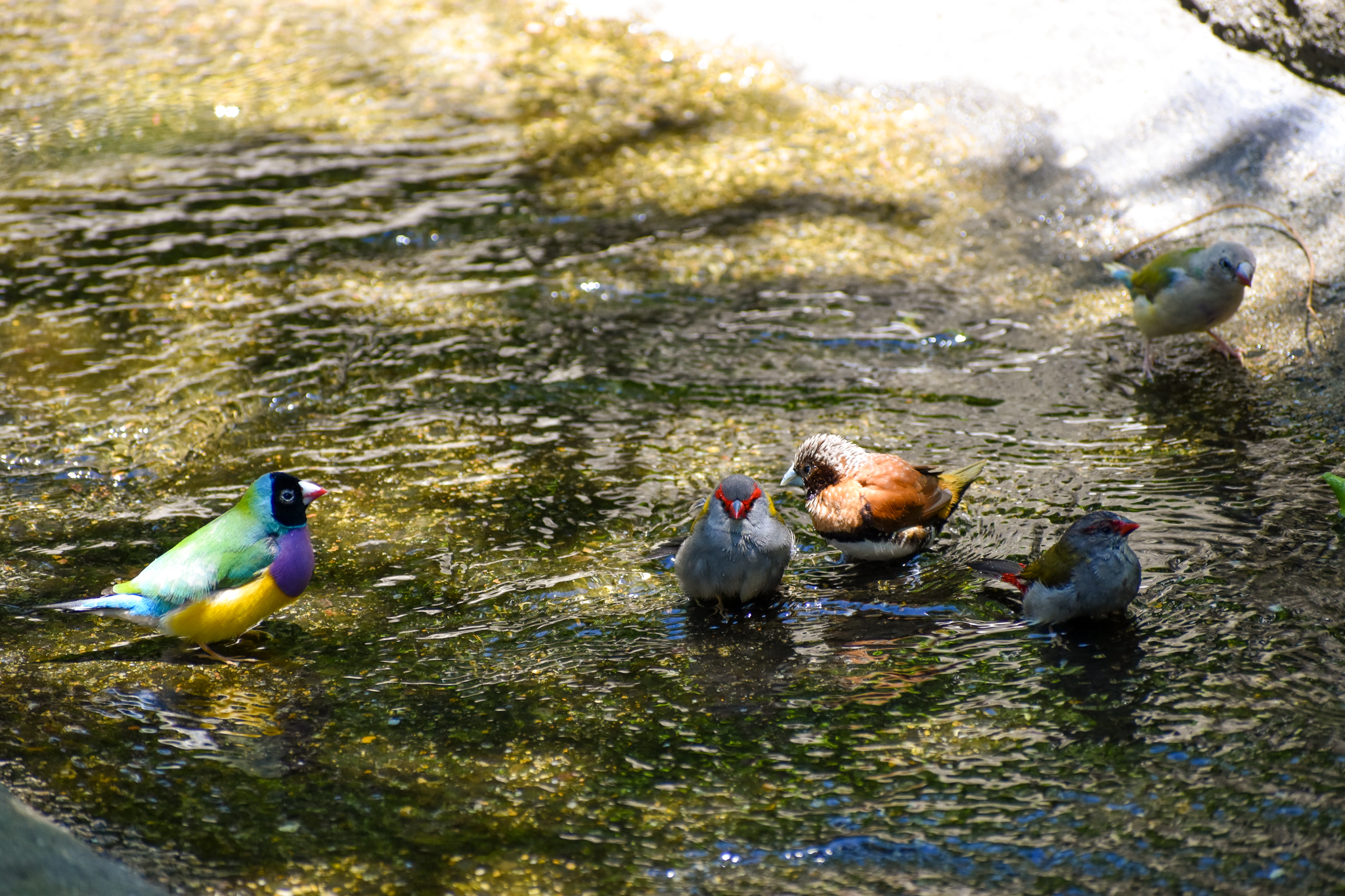 Bathing Finches
