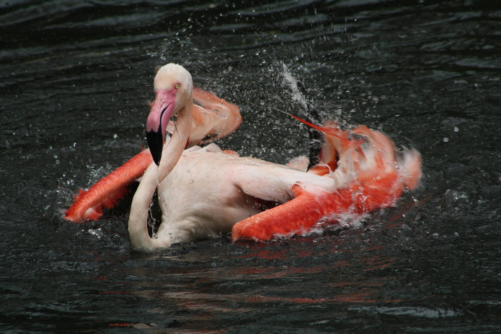 Bathing Flamingo