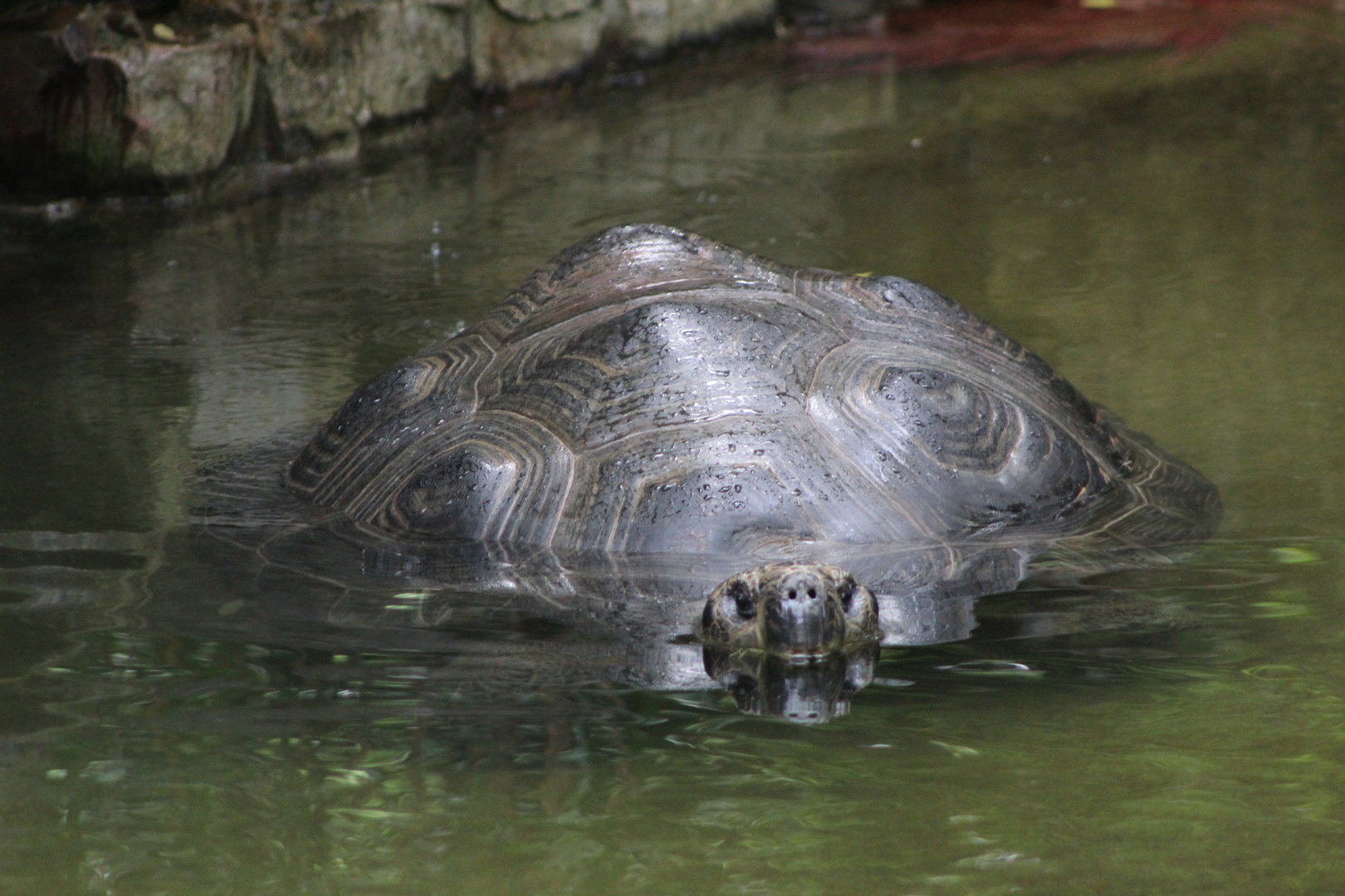 Bathing Galapogos Tortoise