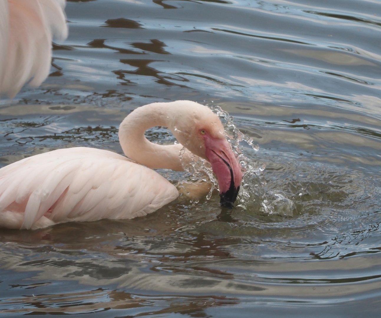 Bathing Greater flamingo (Phoenicopterus roseus), 2024-08-21