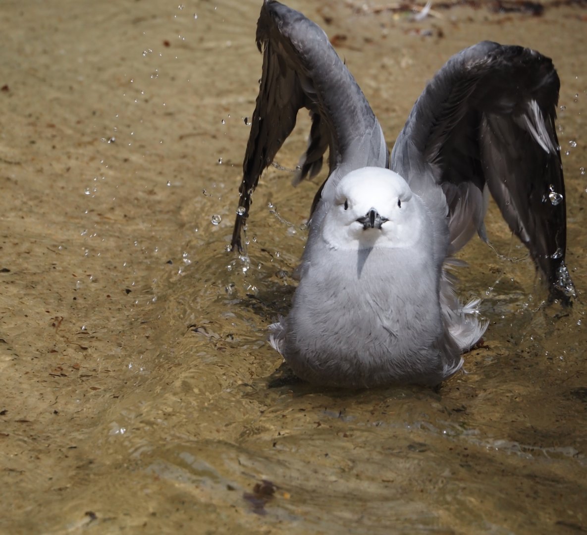 Bathing Grey gull (Leucophaeus modestus), 2024-05-21