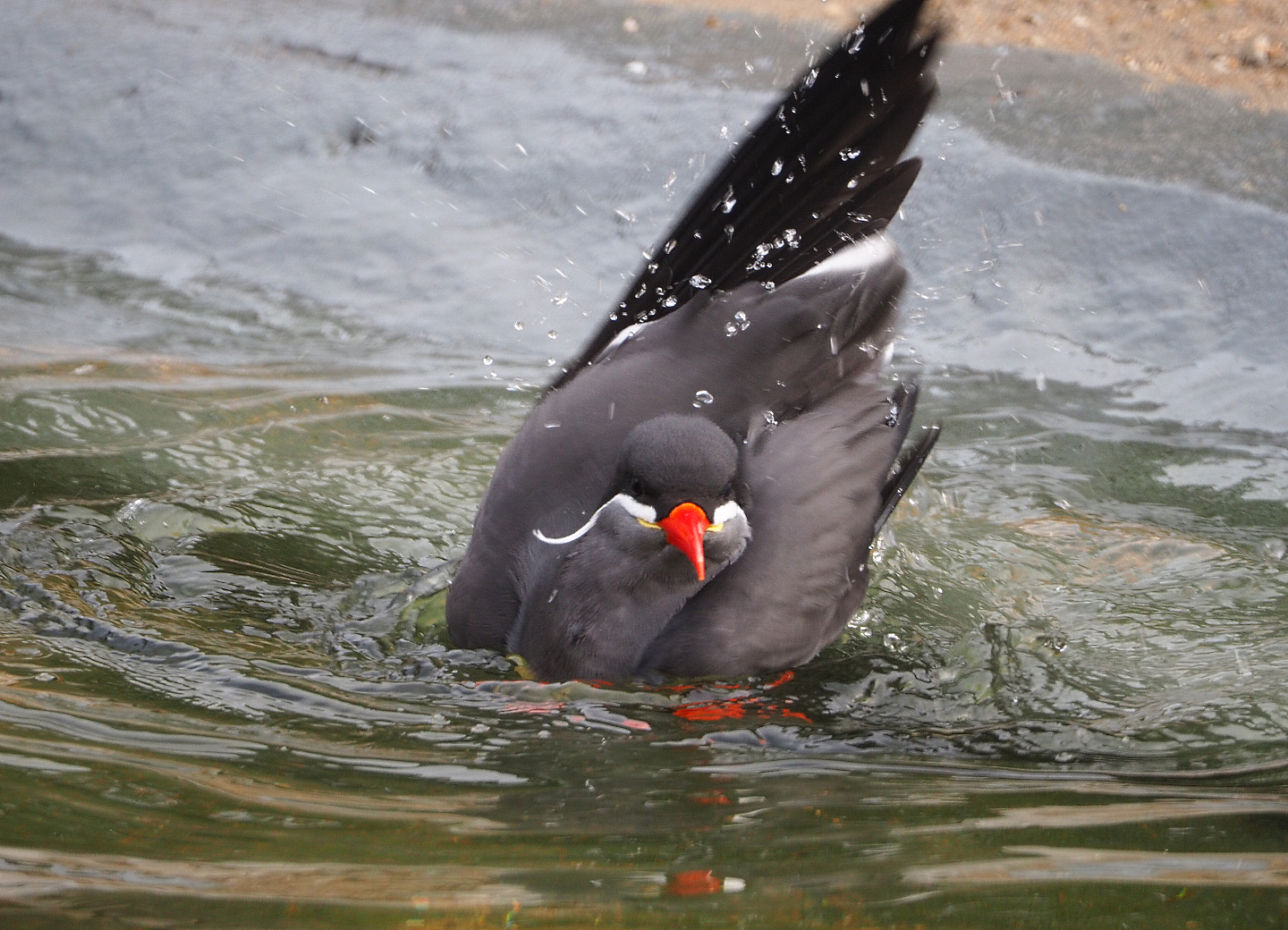 Bathing Inca tern (Larosterna inca), 2021-11-06