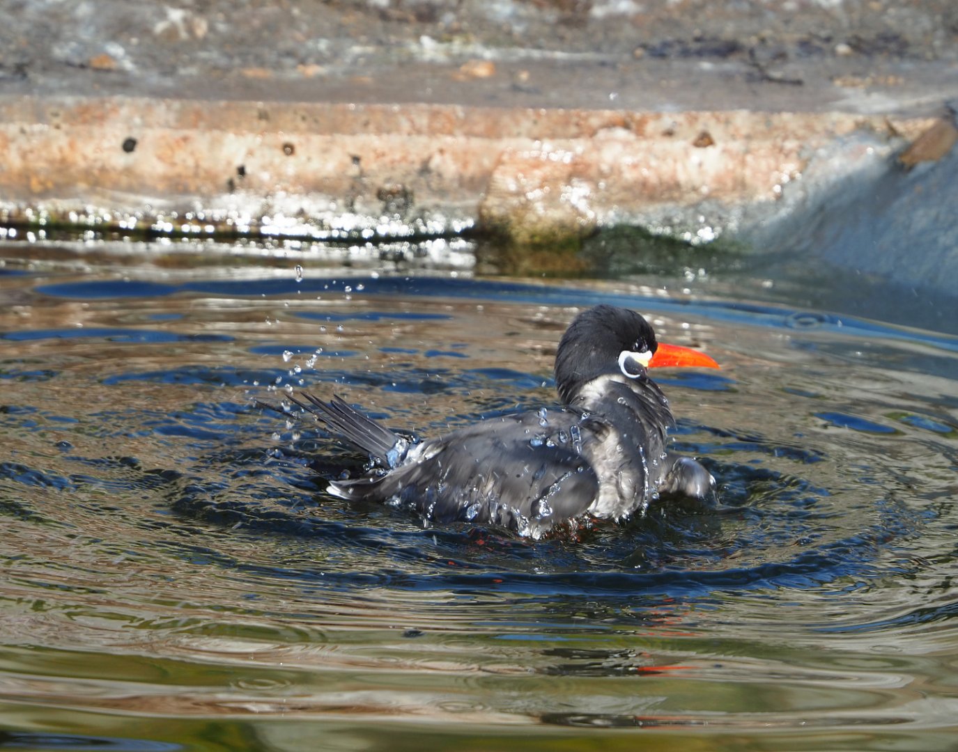 Bathing Inca tern (Larosterna inca), 2021-12-22