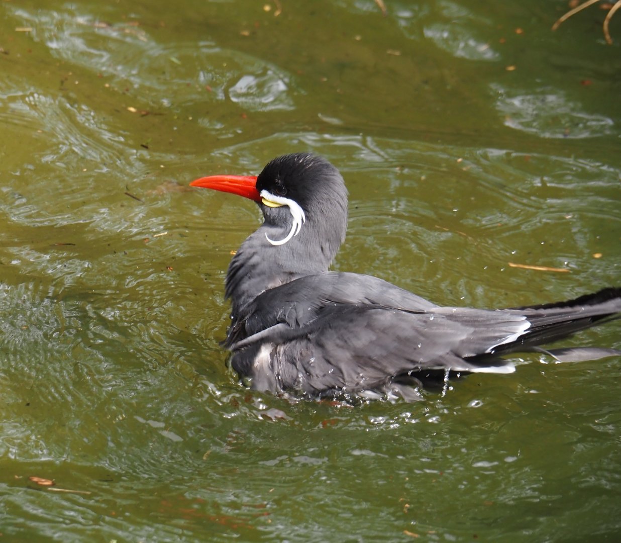 Bathing Inca tern (Larosterna inca), 2024-05-21