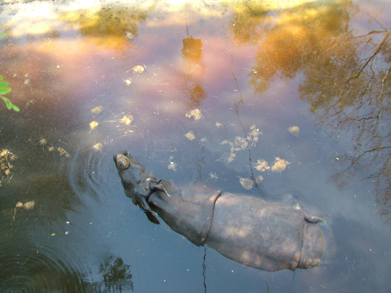 Bathing Indian Rhino at Lisbon Zoo, 24/05/11